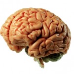 brain