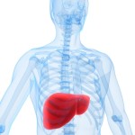 liver A cleansing lifestyle assists the liver, a primary detoxifier.