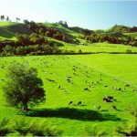 All-natural quality IsaPro whey comes from dairy cows raised on pastures of New Zealand. 