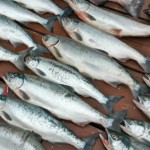 alaska_sockey_salmon