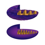Mitochondria Aged and vibrant mitochondria depend on levels of CoQ10.