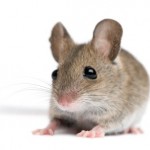 A study shows turning on telomerase reverses aging in mice. 