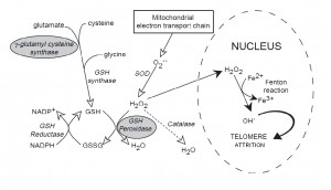 Glutathione Pathway Glutathione Pathway