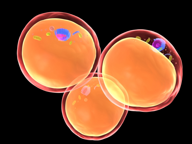 What Happens to Body Fat When You Cleanse? Isagenix Health